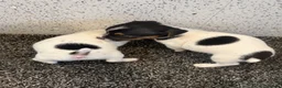 Jack Russell dogs for sale: Traditional Jack Russell Puppies  - Advert 20