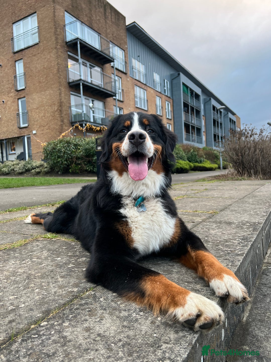 Bernese Mountain Dog dogs for stud: Bernese Mountain Dog for stud in Glasgow - Image 5