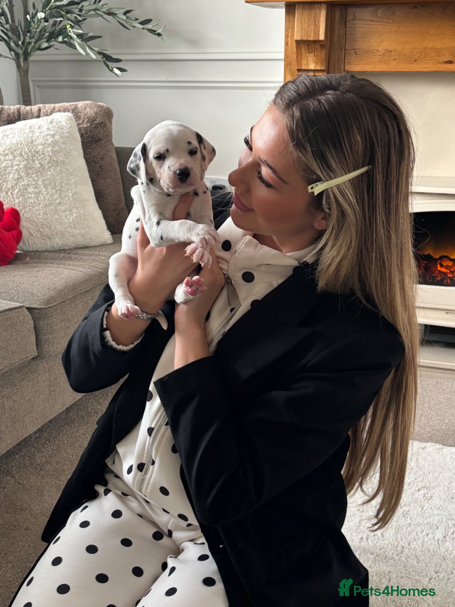 Dalmatian dogs KEEKEEDAL BOYS. Est 14yrs.  - Advert 1