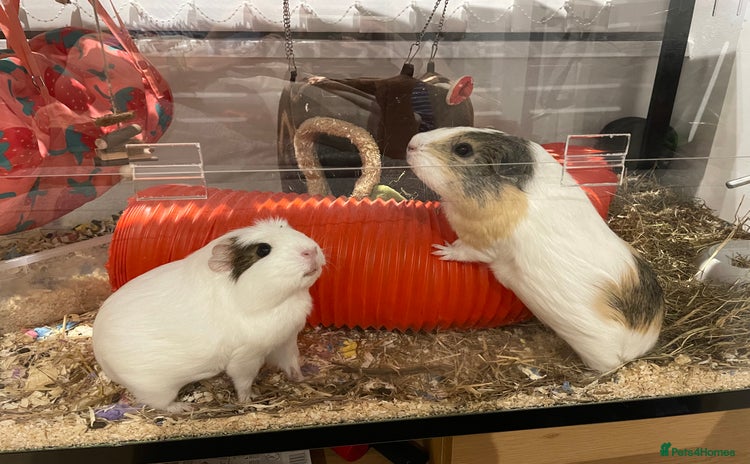 Guinea Pig rodents - Advert 9