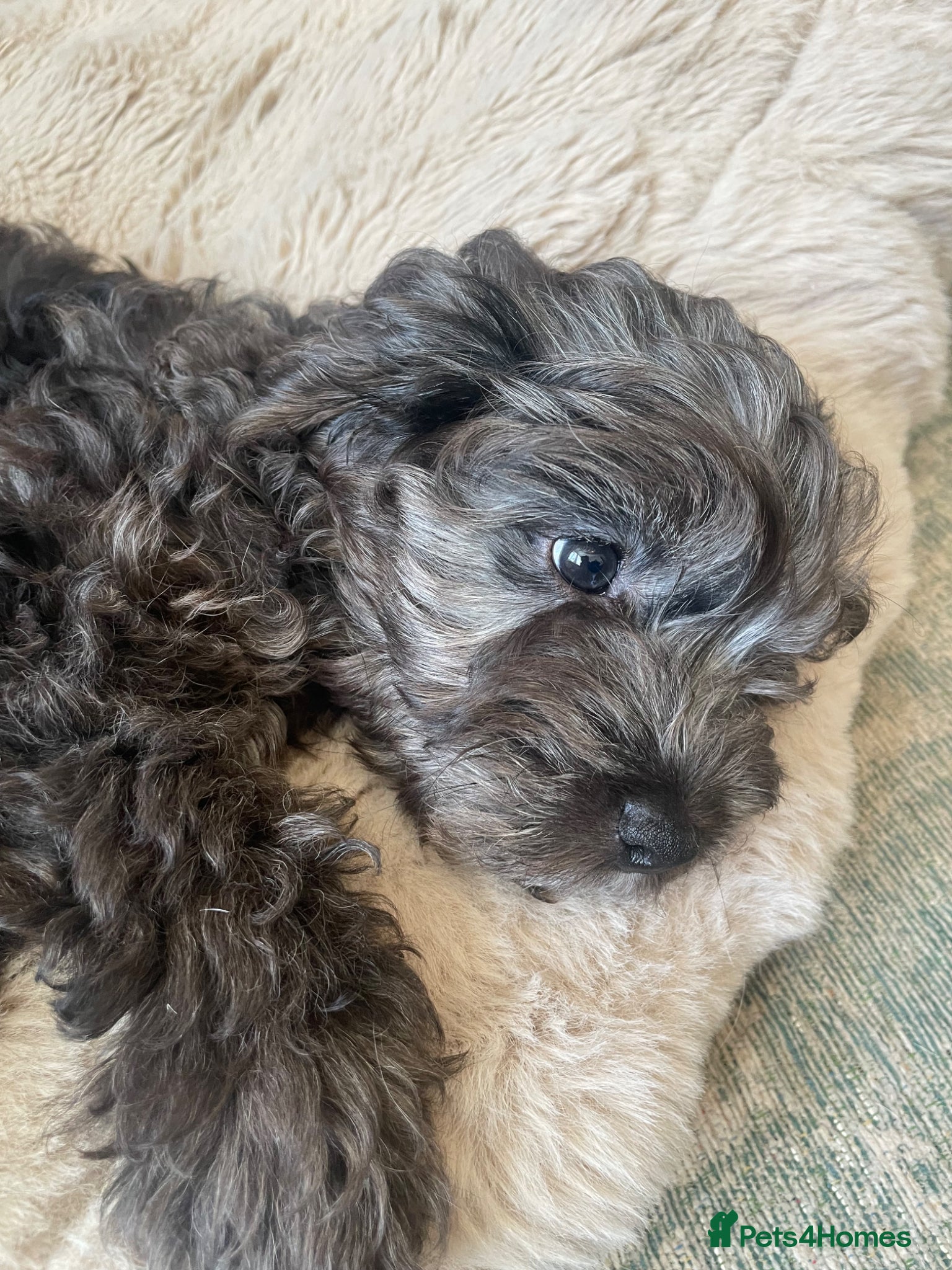 Cockapoo dogs 4 Toy cocker poos  - Advert 10