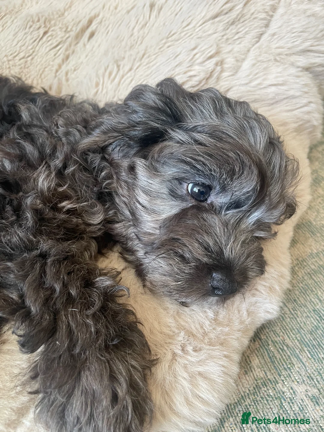Cockapoo dogs for sale: 1 Beautiful Toy cocker poo Boy   - Advert 1