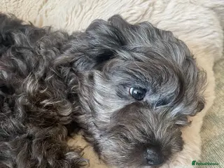 Cockapoo dogs 4 Toy cocker poos - Advert 10