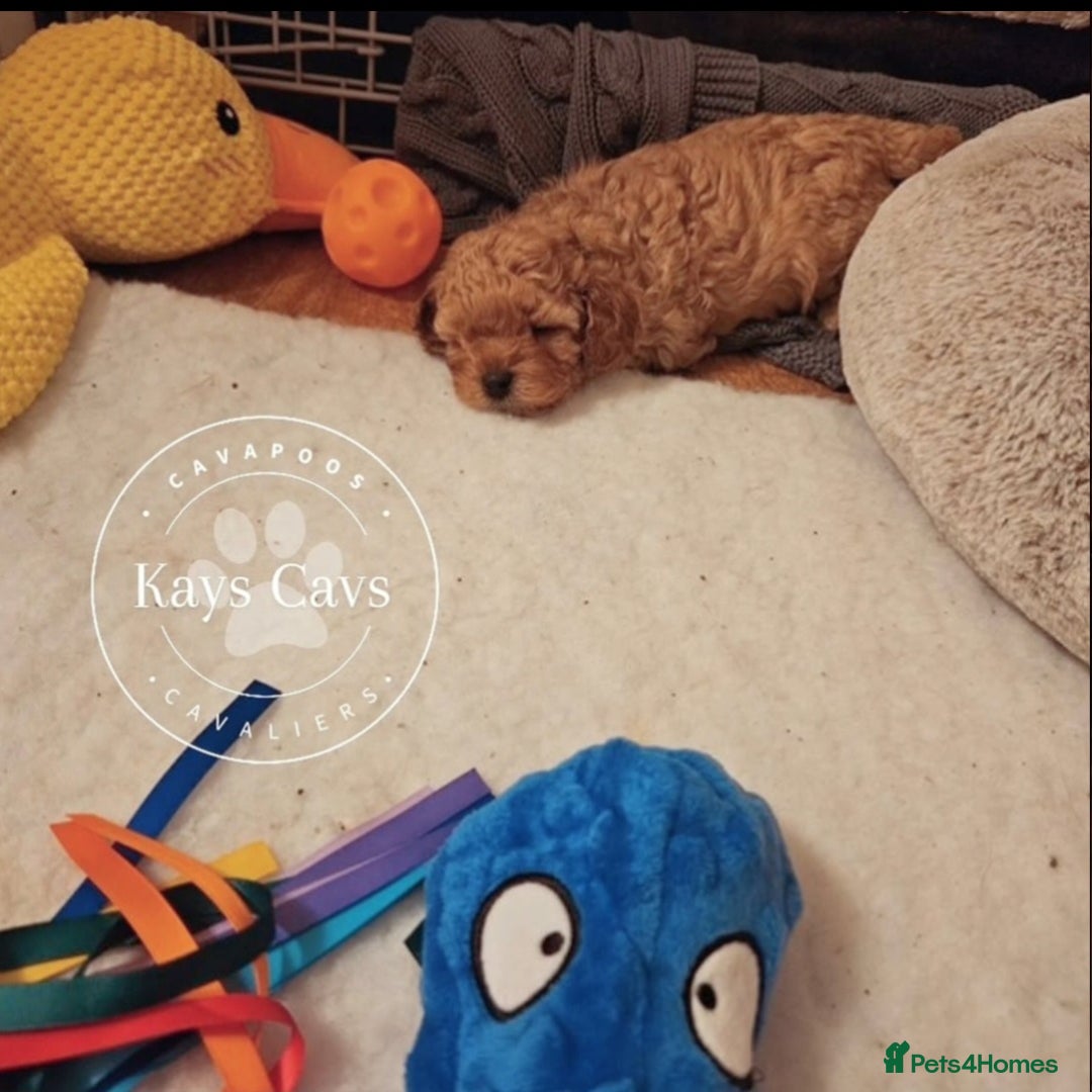 Cavapoo dogs for sale: F1B Cavapoo puppies DUE 4 Aug.DNA hereditory clear - Image 3