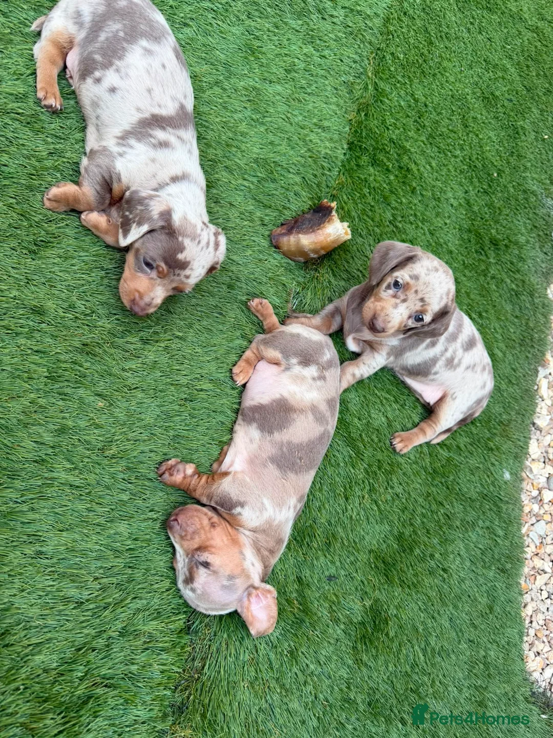 Miniature Dachshund dogs for sale: Miniature dachshund    - Advert 1