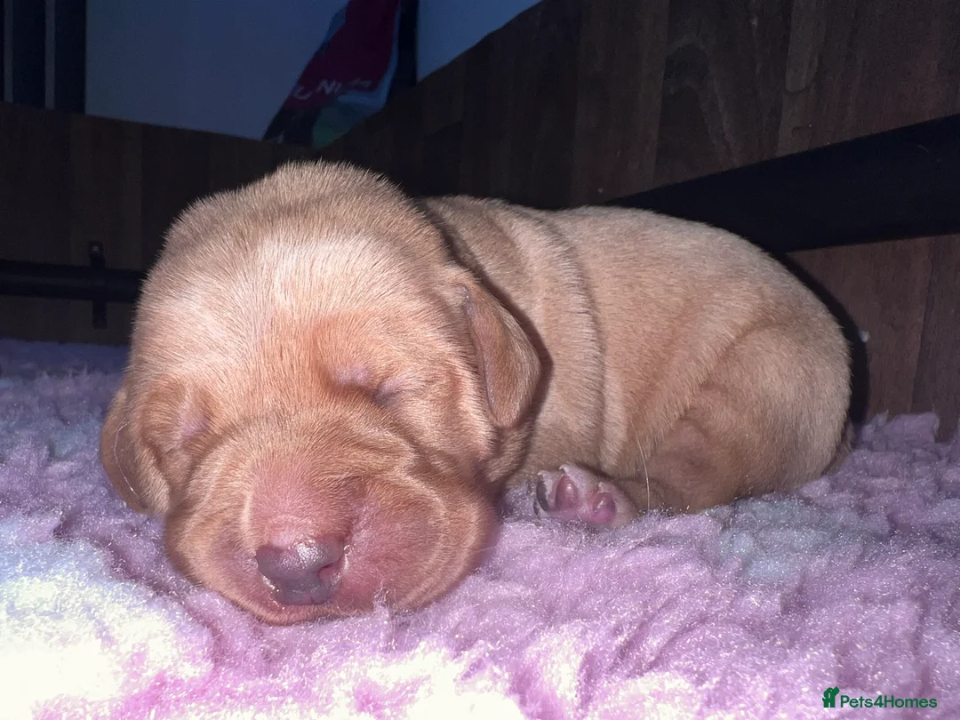 Labrador Retriever dogs for sale: **Outstanding puppy Labs** - Advert 2