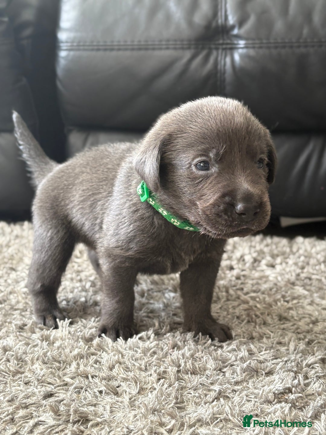 Labrador Retriever dogs for sale: Stunning Charcoal Labrador puppies - Image 15