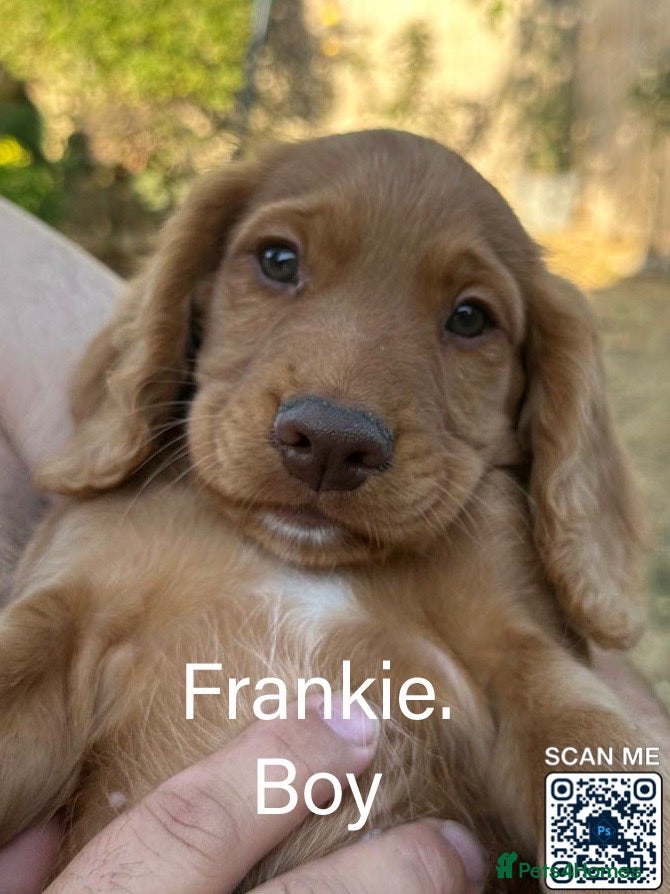 Cocker Spaniel dogs 2 Boys Ready to Re home Cockers  - Advert 9
