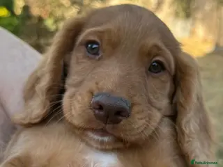 Cocker Spaniel dogs 2 Boys Ready to Re home Cockers - Advert 9