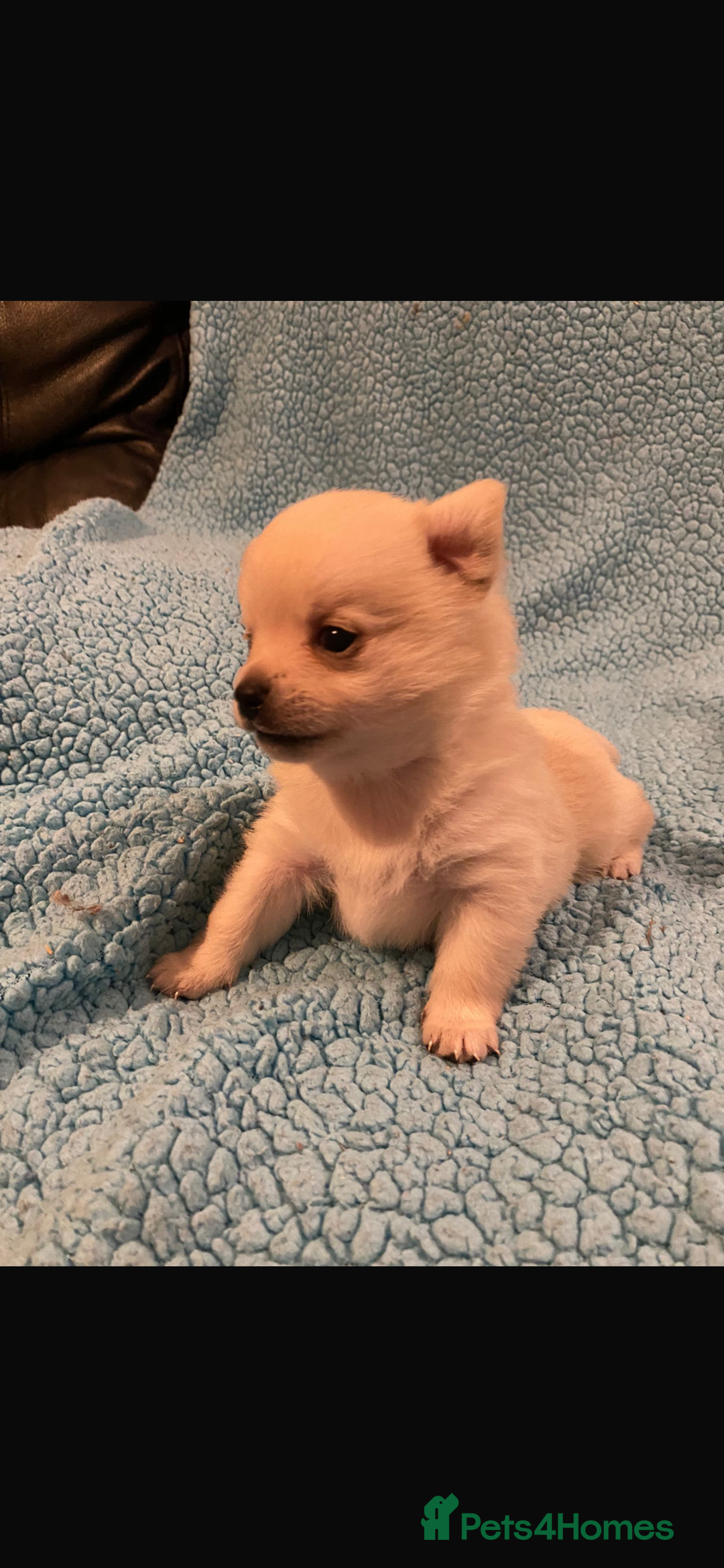 Pomeranian dogs for stud: 2kg, KC Registered, Proven, Pomeranian  in Cardiff - Advert 32