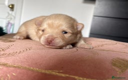 Pomchi dogs for stud: Ghost looking for the ladies  - Image 10