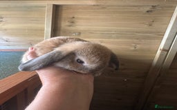 Mini Lop rabbits for sale: Sweet Baby Mini lops . - Image 17
