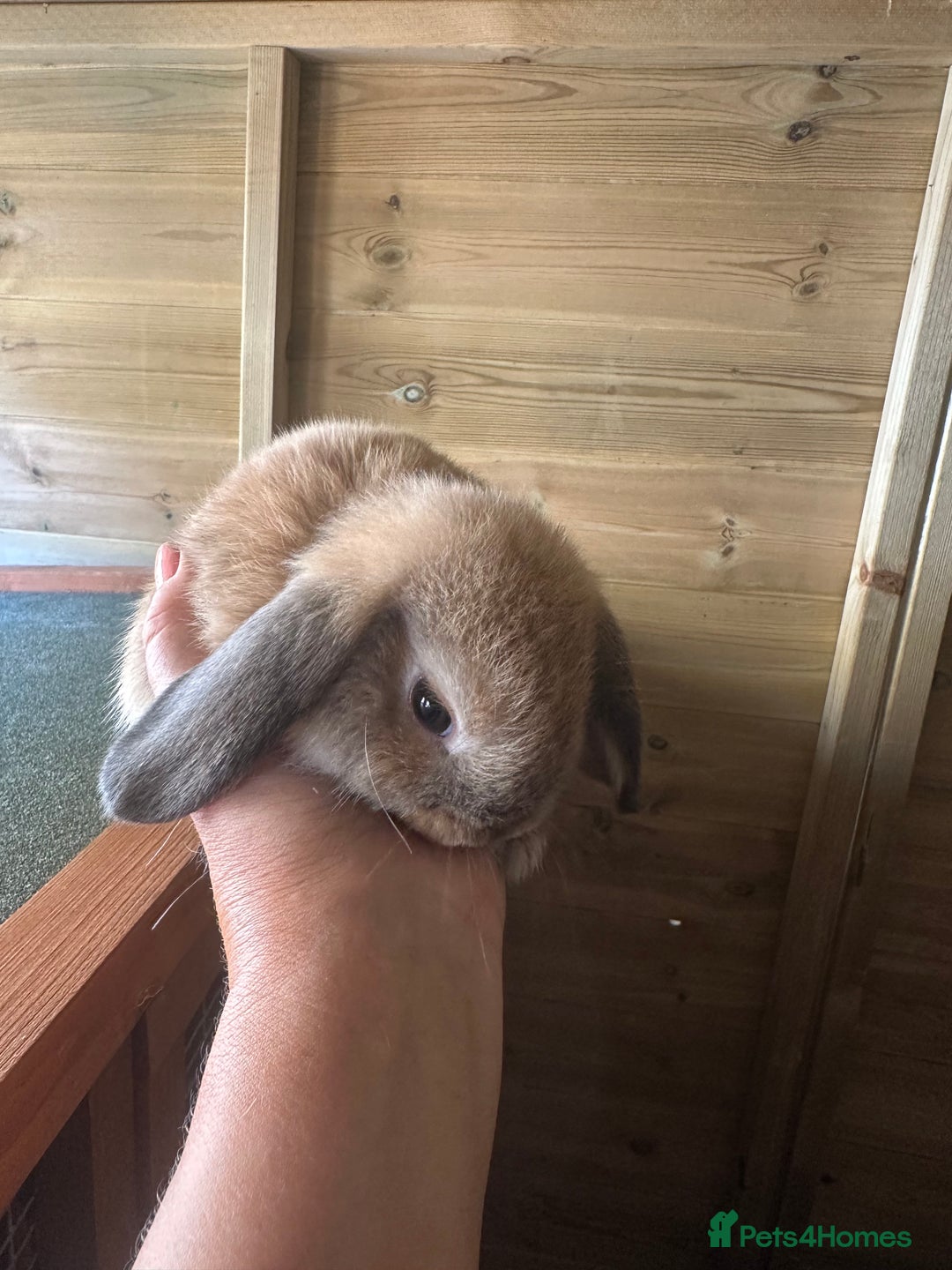 Mini Lop rabbits for sale: Sweet Baby Mini lops . - Image 17