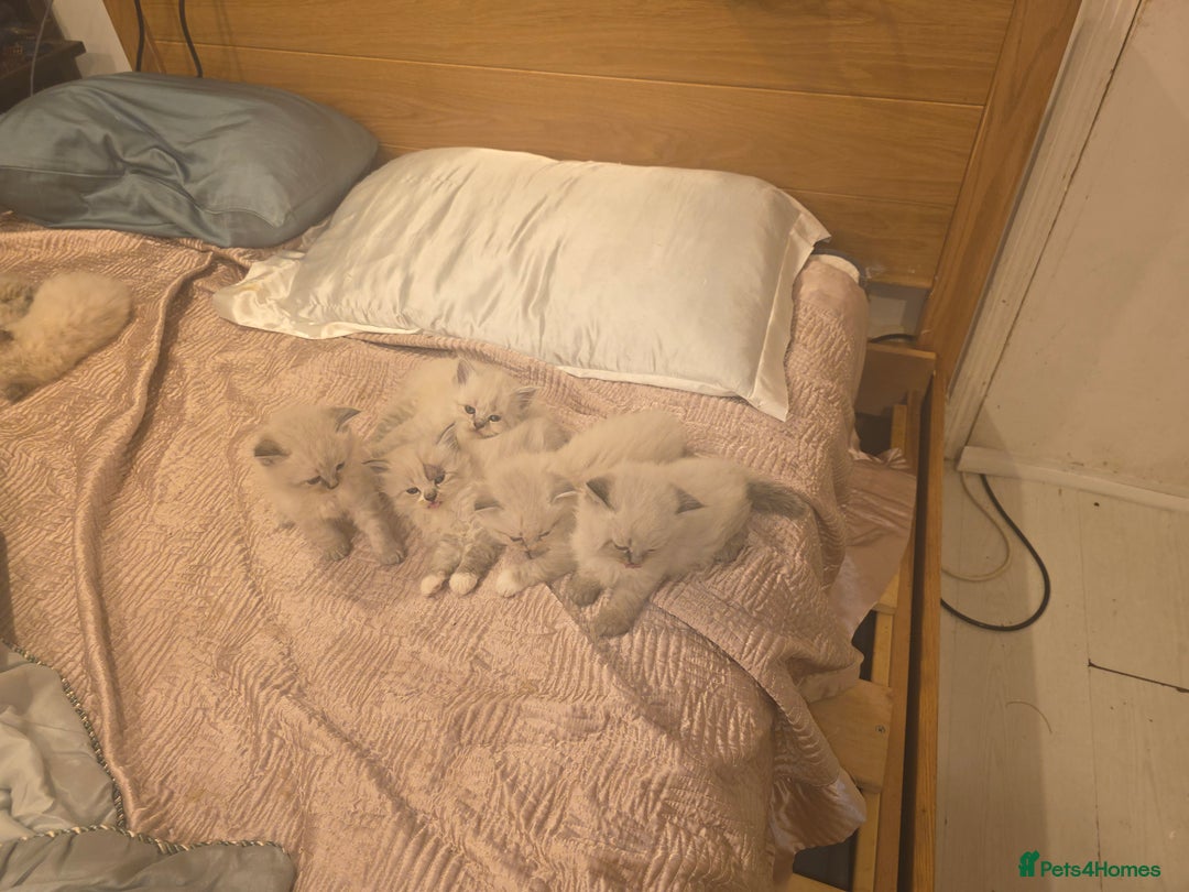 Siberian cats for sale: Siberian Kittens Super Friendly 💕🐾 - Image 18