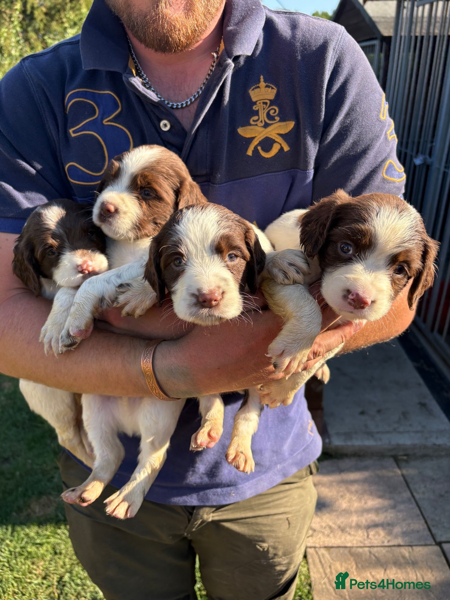English Springer Spaniel dogs Springer spaniel pups  - Advert 1