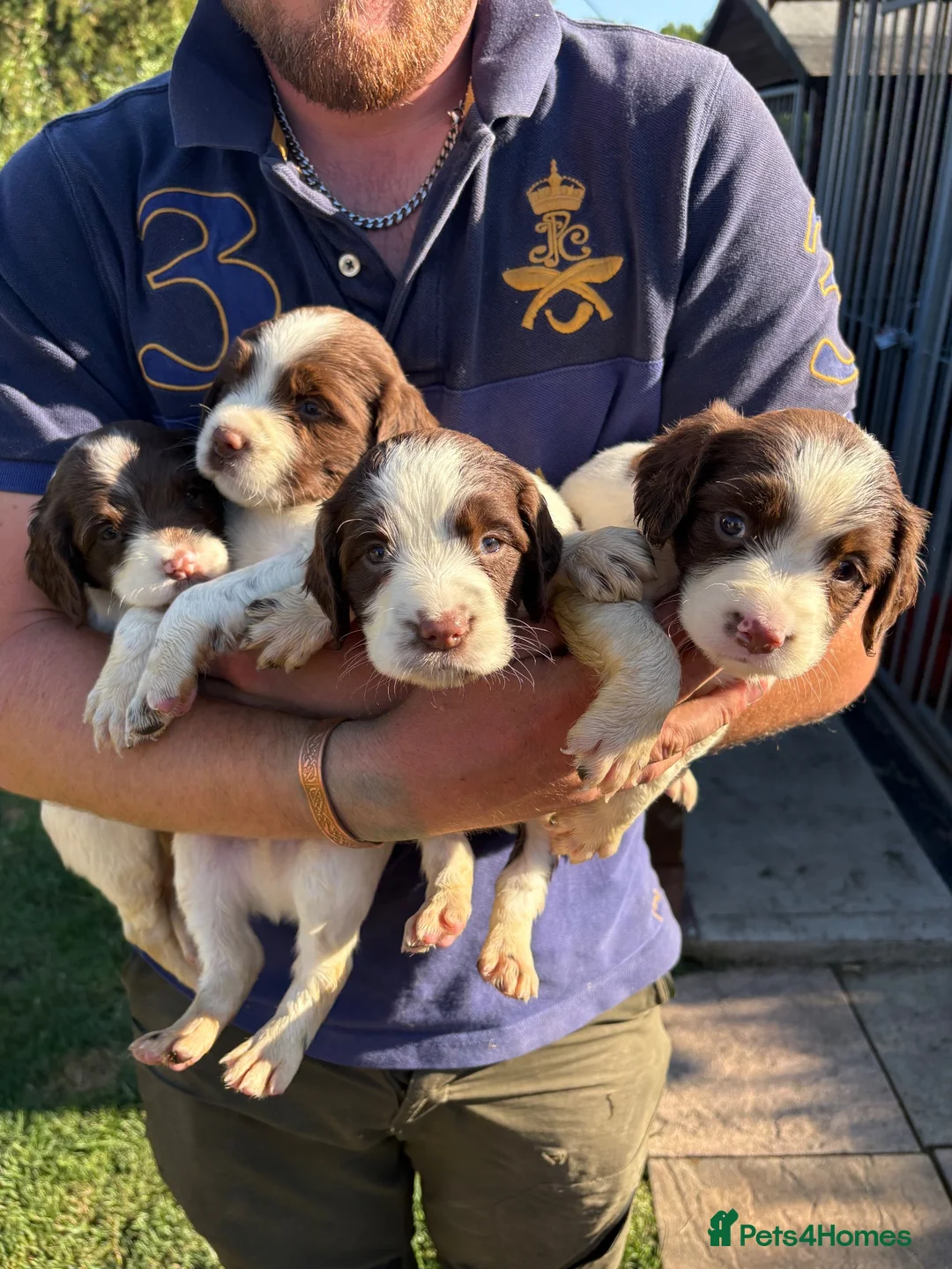 English Springer Spaniel dogs for sale: Springer spaniel pups  - Advert 1