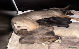 Mixed Breed dogs for sale: Belgian malinios x bullwhippet pups  - Image 2