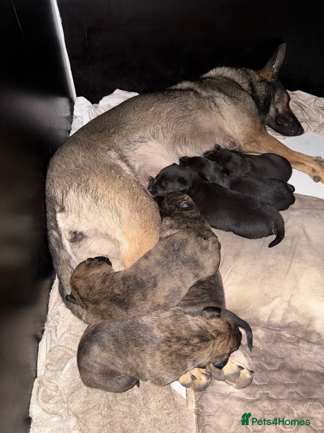 Mixed Breed dogs for sale: Belgian malinios x bullwhippet pups  - Image 2