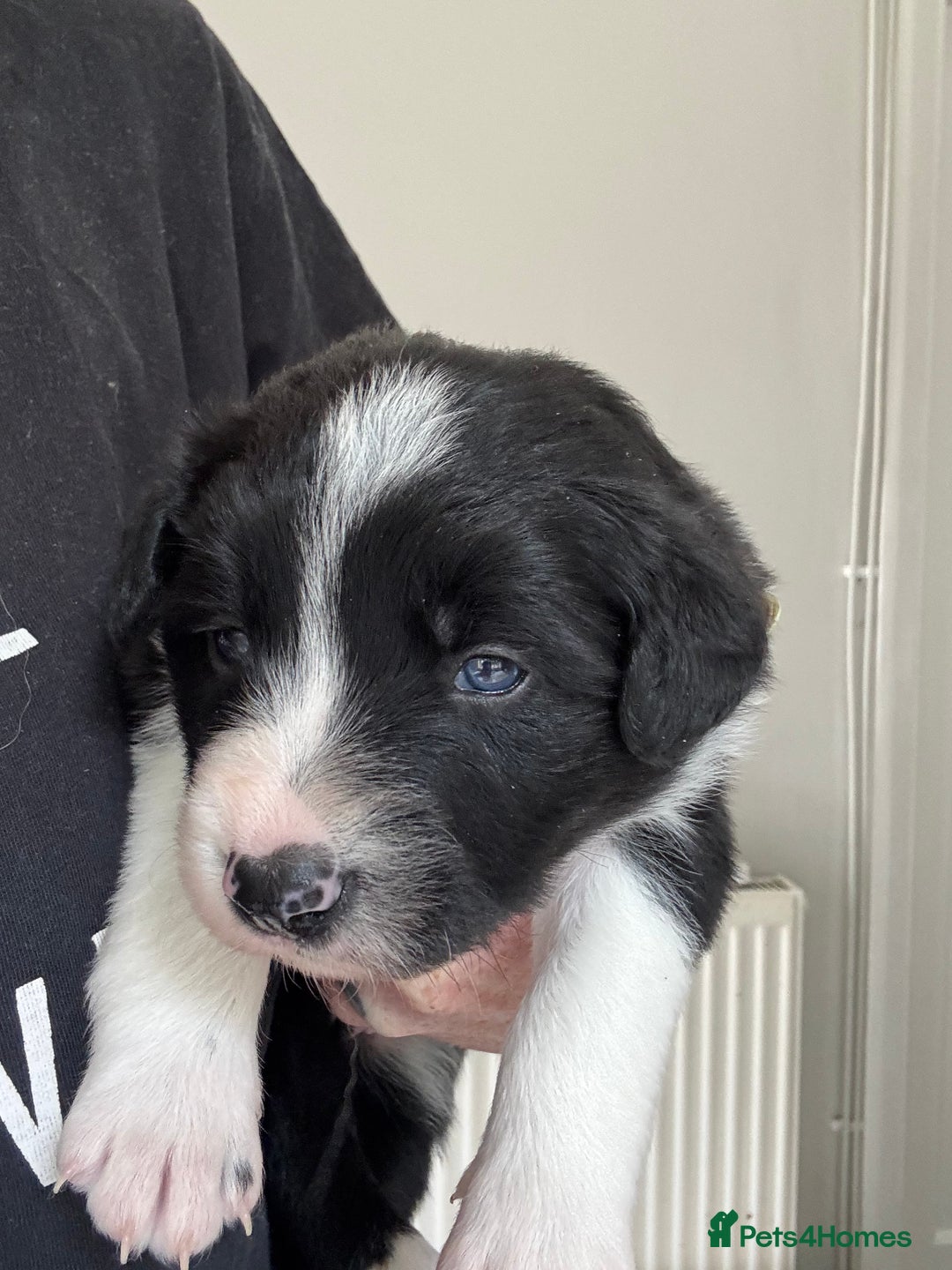 Border Collie dogs for sale: 4 week old Adorable Border Collie Puppies  - Image 16