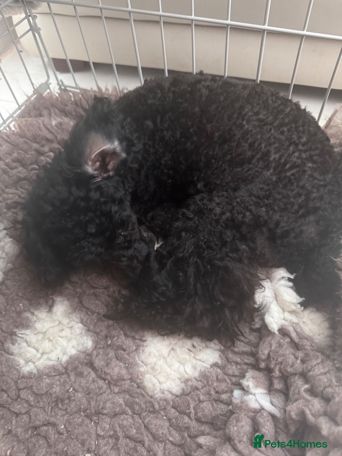 Toy Poodle dogs Phantom and black males available  - Advert 1