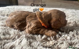 Cockapoo dogs for sale: ⭐️F1B cockapoo puppies⭐️ - Image 20