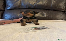 Yorkshire Terrier dogs for sale: ** Yorkshire Terrier Puppies  - Image 7