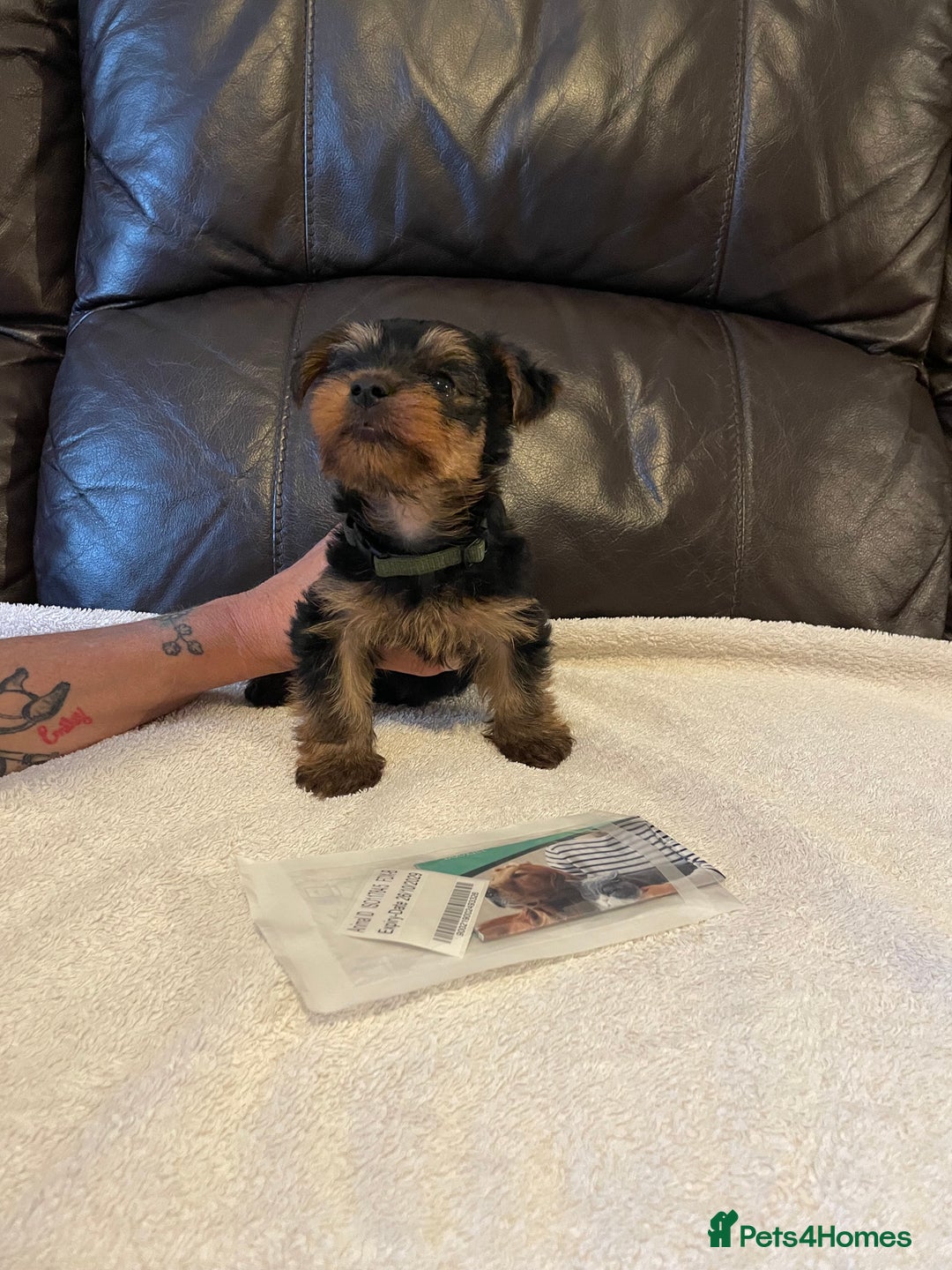 Yorkshire Terrier dogs for sale: ** Yorkshire Terrier Puppies  - Image 7