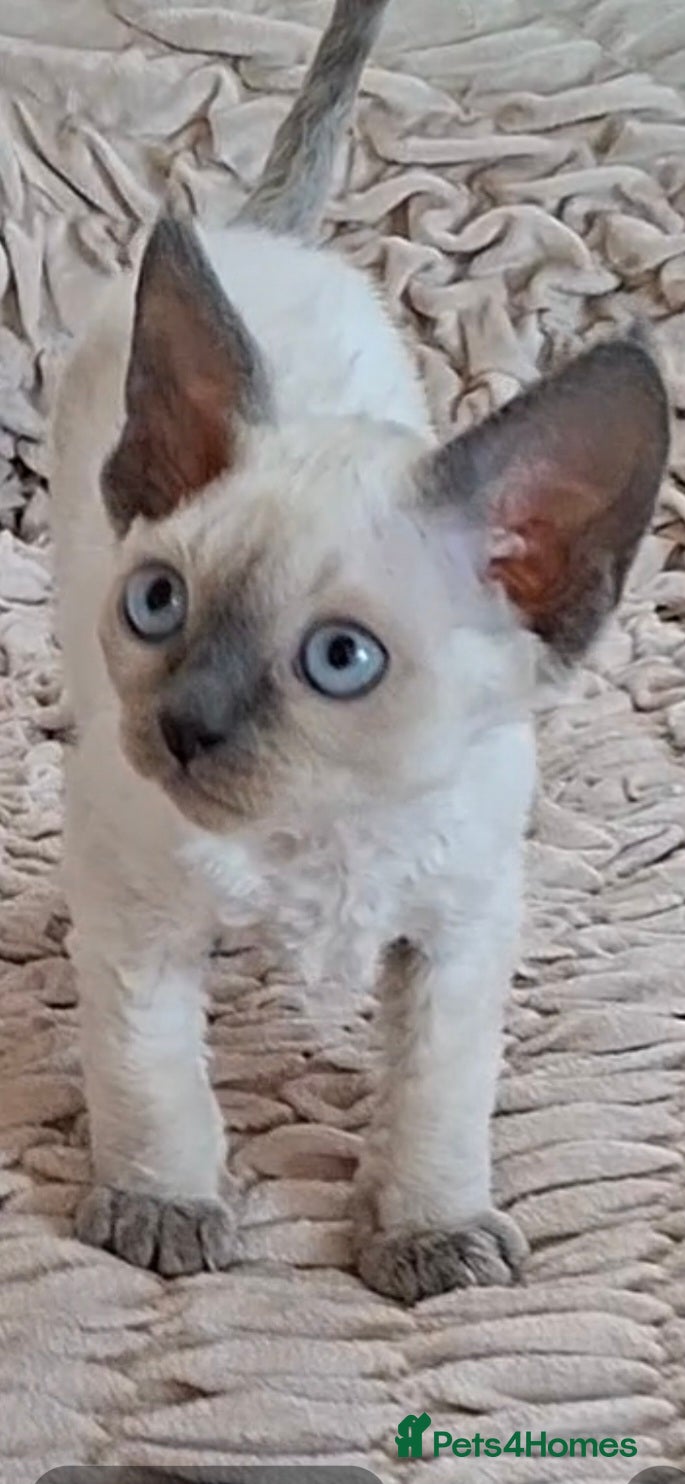 Devon Rex cats for sale: Last giirl -FIFE registered - Advert 6