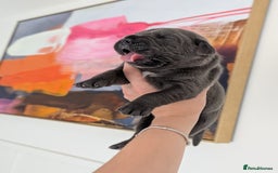 Cane Corso dogs for sale: European cane corsos  - Image 1