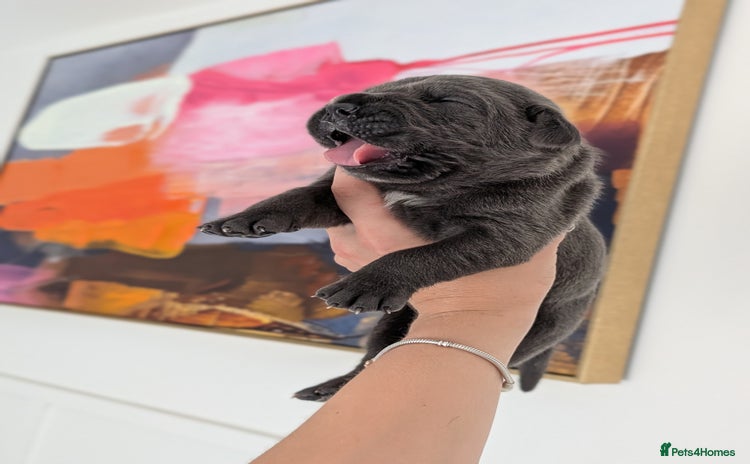 Cane Corso dogs - Advert 1