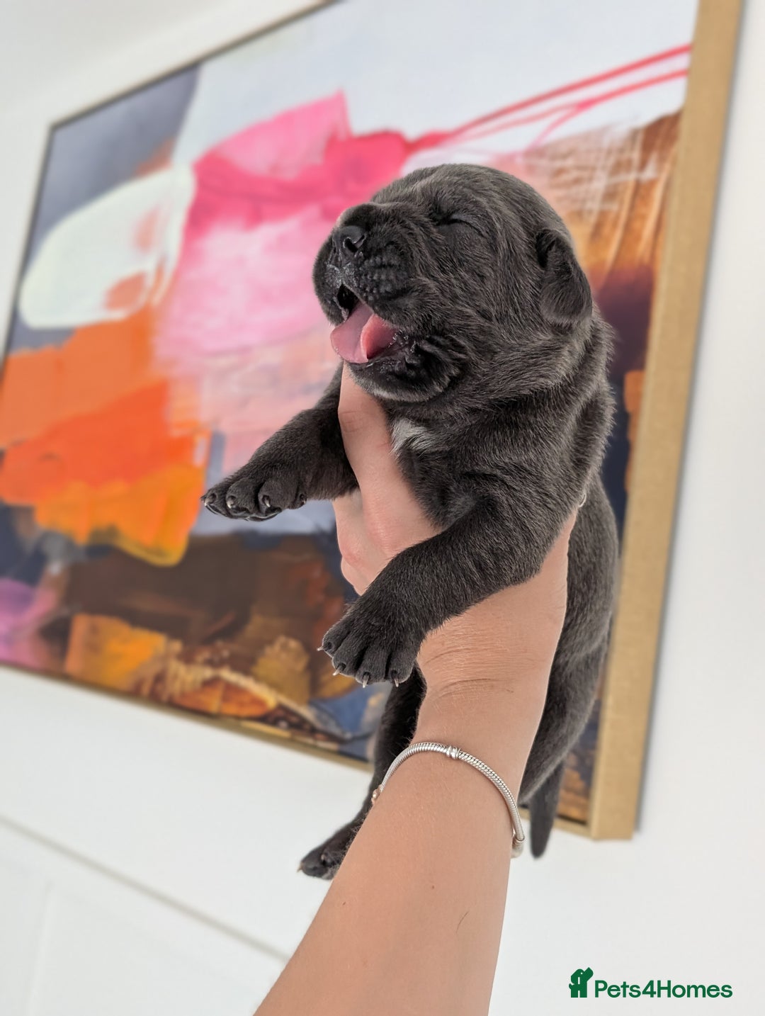 Cane Corso dogs for sale: European cane corsos  - Image 1