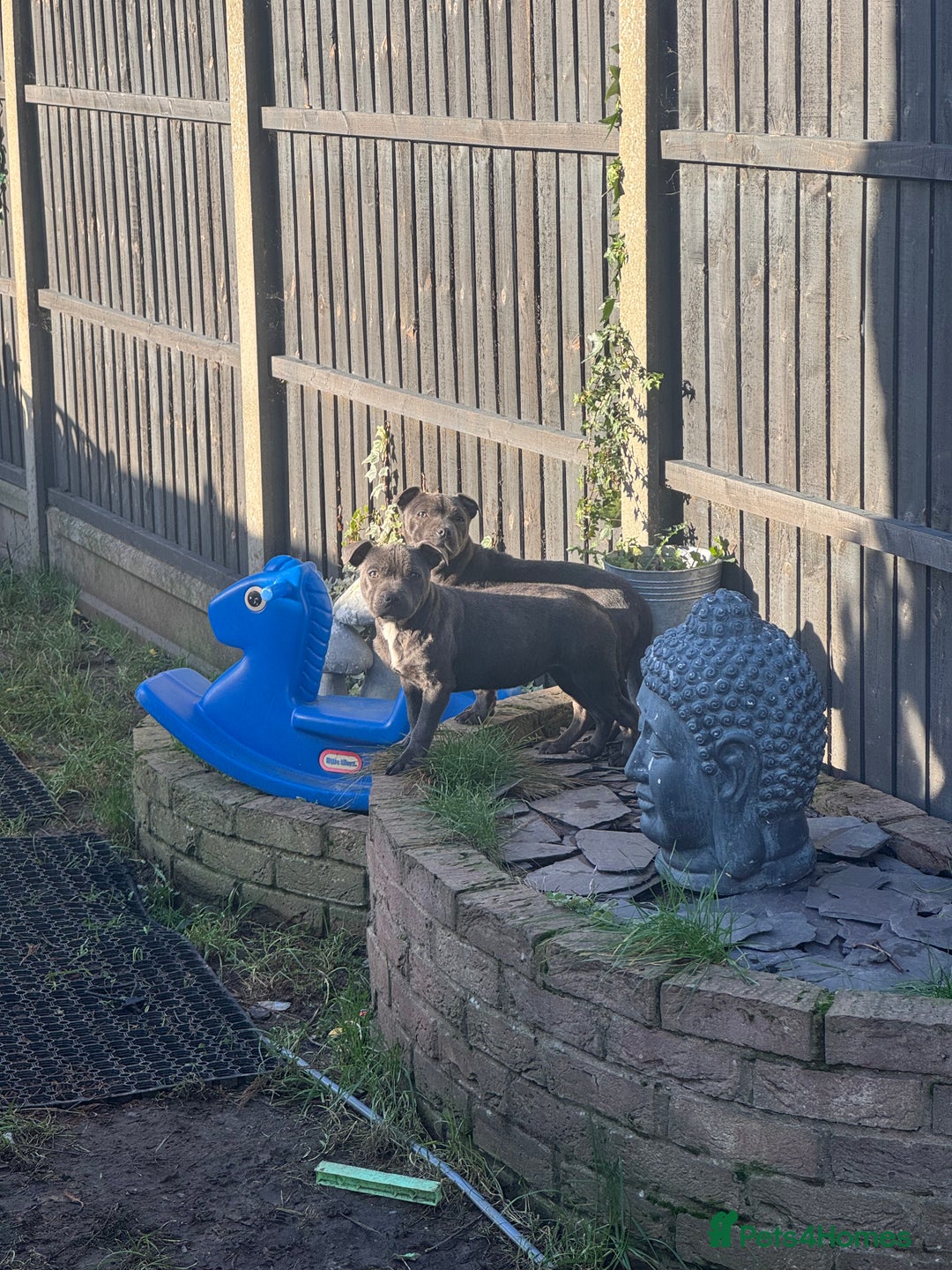 Staffordshire Bull Terrier dogs for sale: 2 female BLUE SBT sisters  - Advert 6