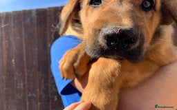 Mixed Breed dogs for sale: Cane corso X Alaskan malamute surprise litter  - Image 24