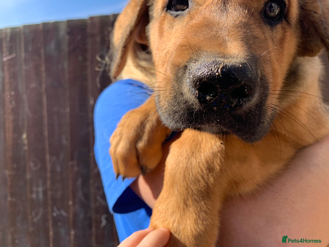 Mixed Breed dogs for sale: Cane corso X Alaskan malamute surprise litter  - Image 24