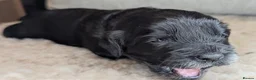 Cockapoo dogs for sale: Adorable Cockapoo  - Black,white & Tan in Hinckley - Advert 3