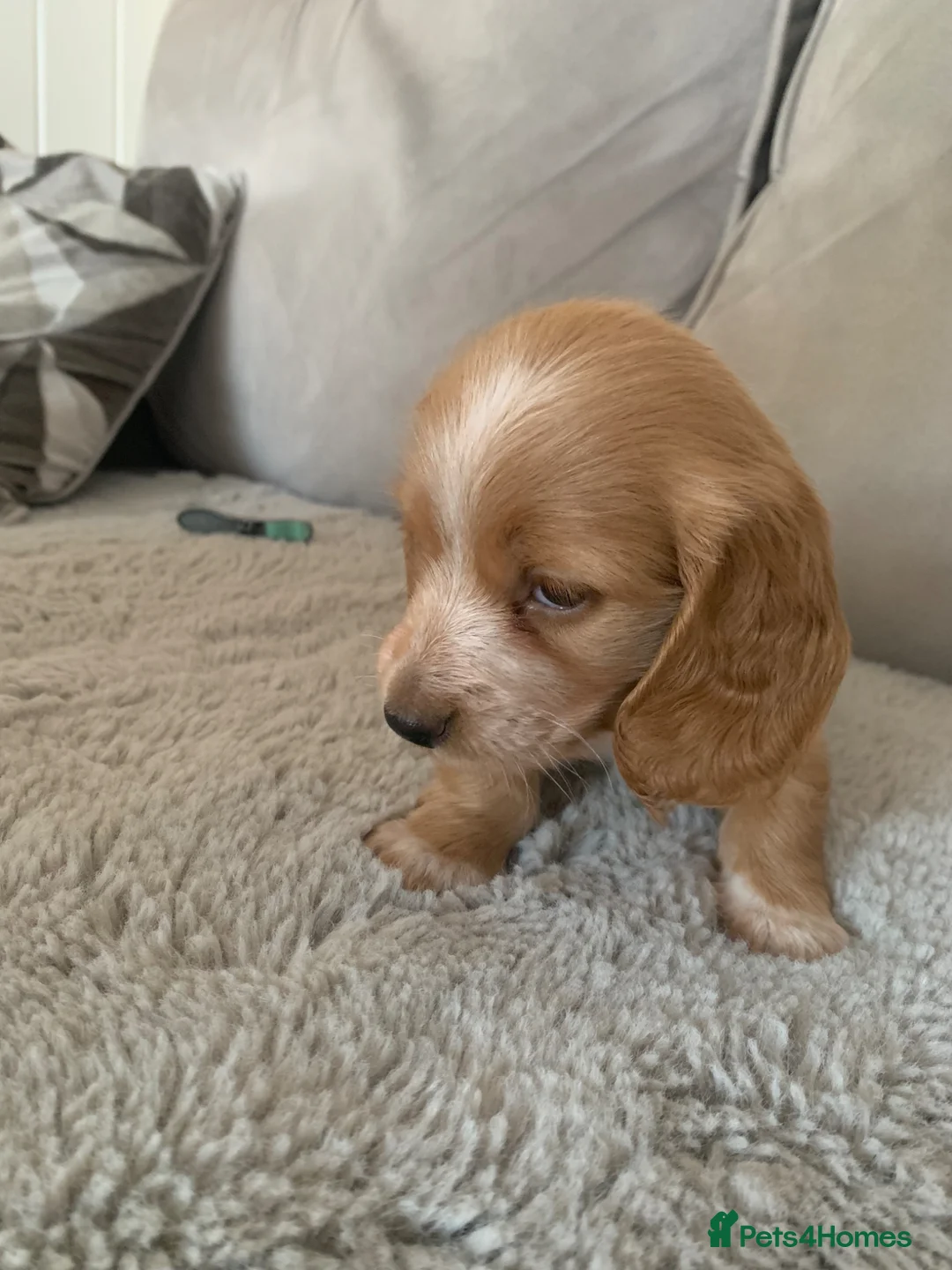 Miniature Dachshund dogs for sale: Long haired dachshund  - Advert 2