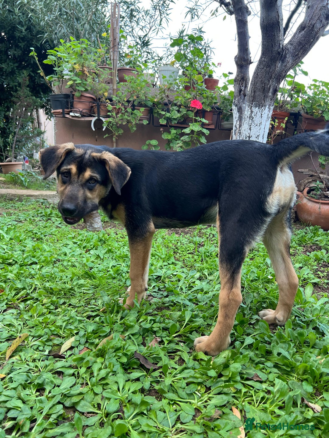 Australian Shepherd dogs for adoption: 6.5 months old Anatolian Shepherd ready to adopt! - Advert 9