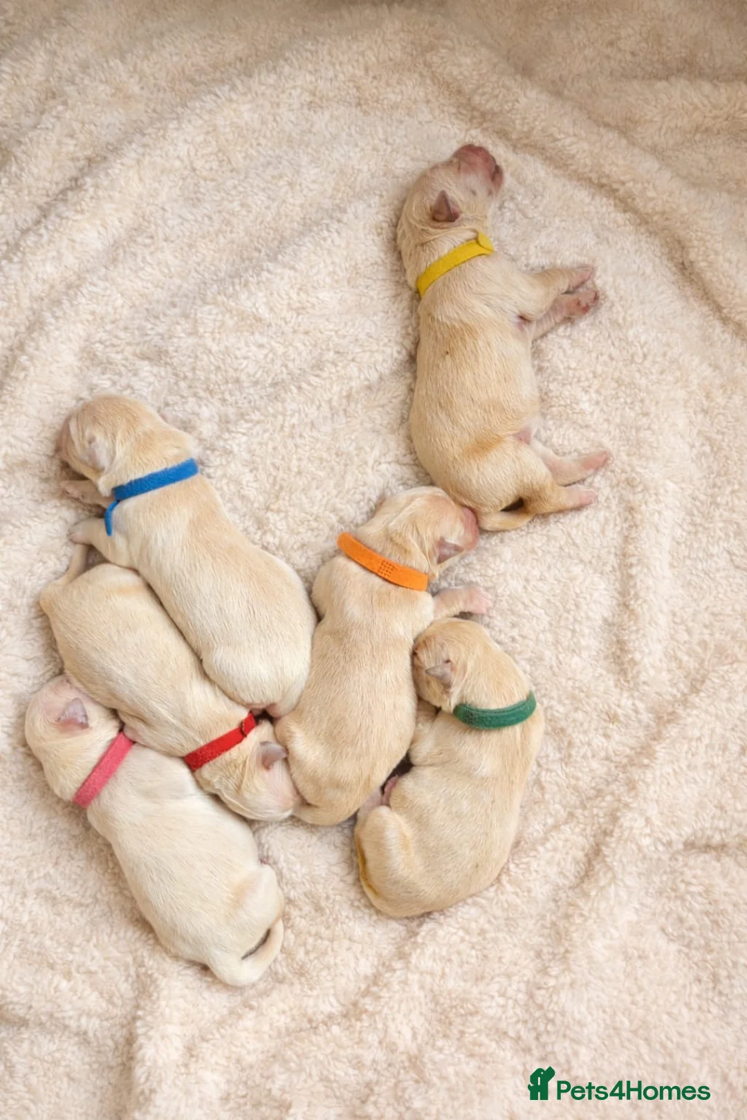 Golden Retriever dogs for sale: Golden retriever puppies in Ashton-under-Lyne - Advert 4