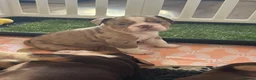 Olde English Bulldogge dogs for sale: Reduced!!✨Olde English Bulldogges ✨  - Advert 21