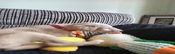 Mixed Breed dogs for sale: Saluki  ** d saluki whippet  - Advert 3