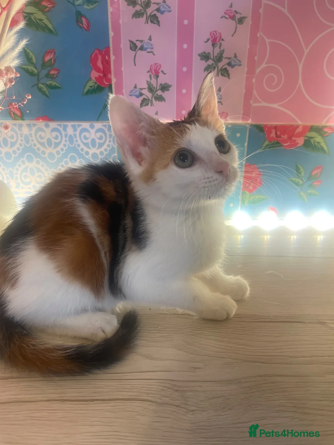 Mixed Breed cats for sale: Five beautiful kittens for sale - Advert 2