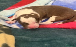 Borador dogs for sale: Border collie x lab puppies for sale  - Image 4