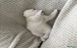 Scottish Fold cats for sale: Scottish Straight  - Image 4