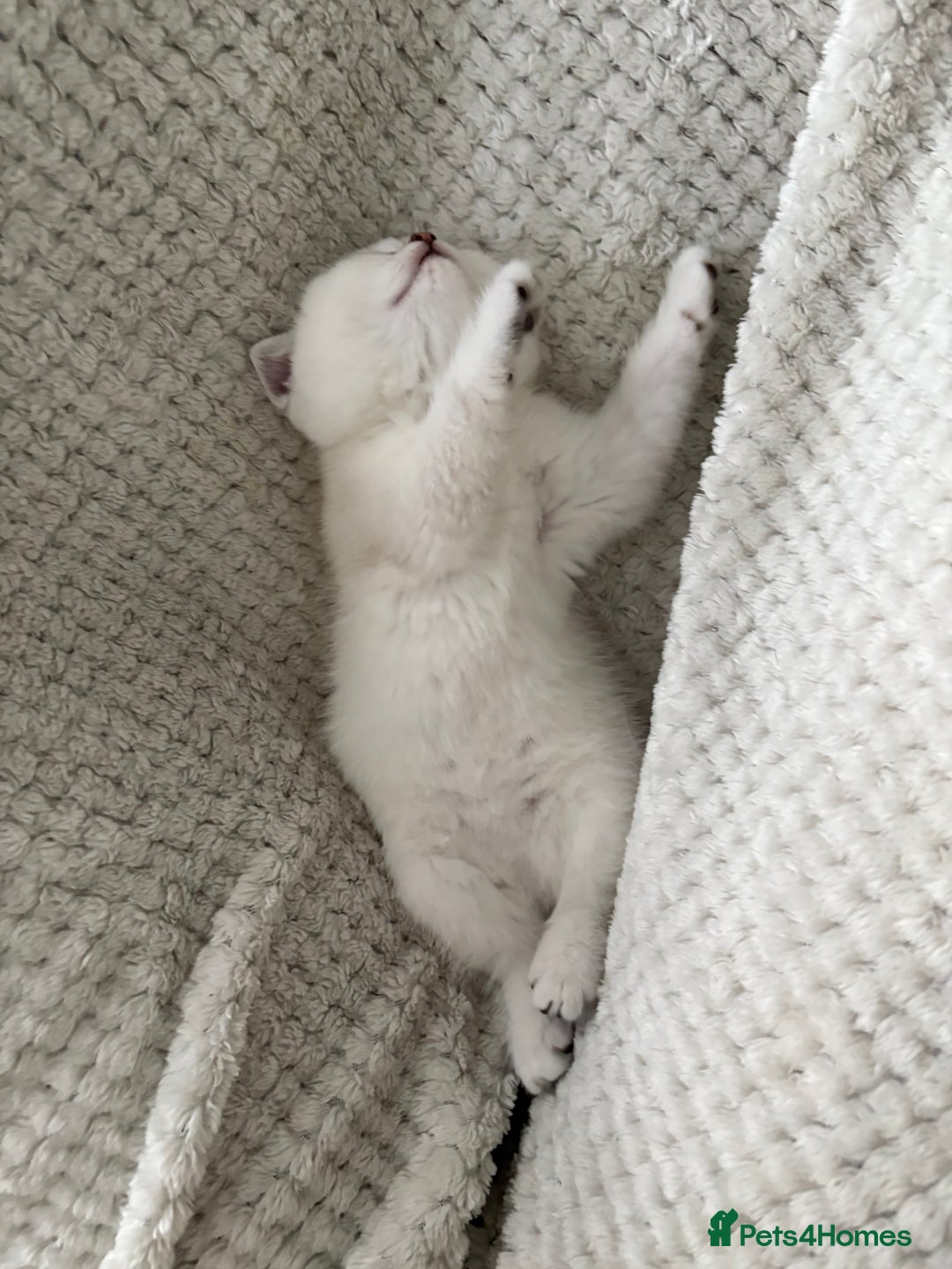Scottish Fold cats for sale: Scottish Straight  - Image 4