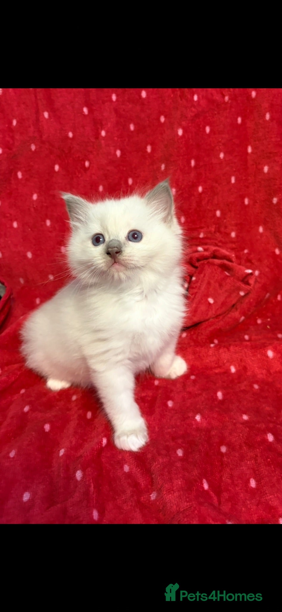 Ragdoll cats Pure breed ragdolls - Advert 1