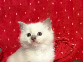 Ragdoll cats Pure breed ragdolls - Advert 1