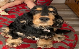 Cocker Spaniel dogs for sale: Lovely Luna is looking for a new home  - Advert 2
