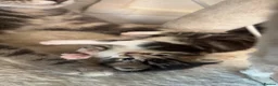 Mixed Breed cats for sale: Kittens for sale  in London - Advert 3