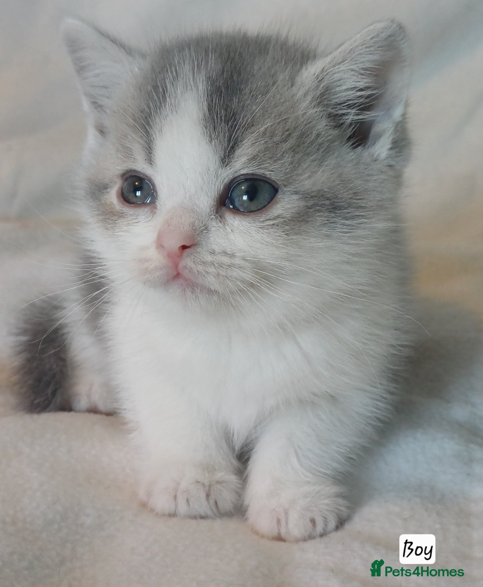 British Shorthair cats for sale: Gorgeous Brittish Shorthair 🐱 - Advert 4