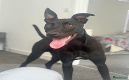 Mixed Breed dogs for sale: Reggie looking for a new loving home  - Image 3